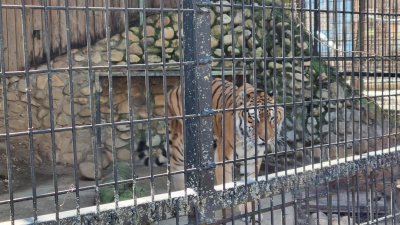 Зоологическа Градина Букурещ