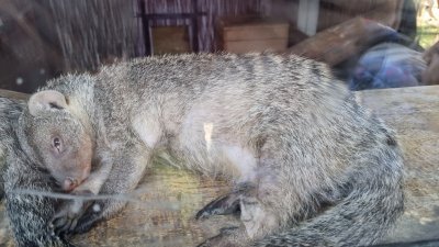 Зоологическа Градина Букурещ