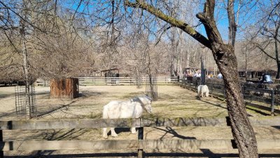 Зоологическа Градина Букурещ
