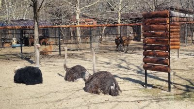 Зоологическа Градина Букурещ