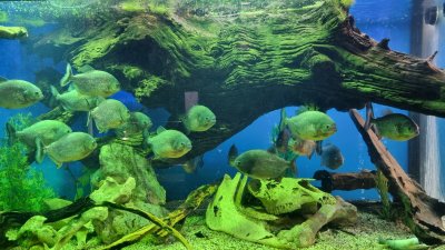Зоологическа Градина Букурещ