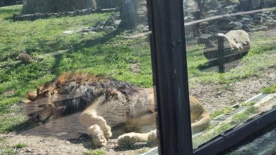 Зоологическа Градина Букурещ