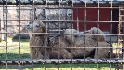 Зоологическа Градина Букурещ