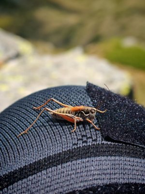 Изкачване на Седемте Рилски езера и връх Мусала с деца