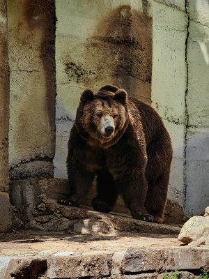Красен Красен